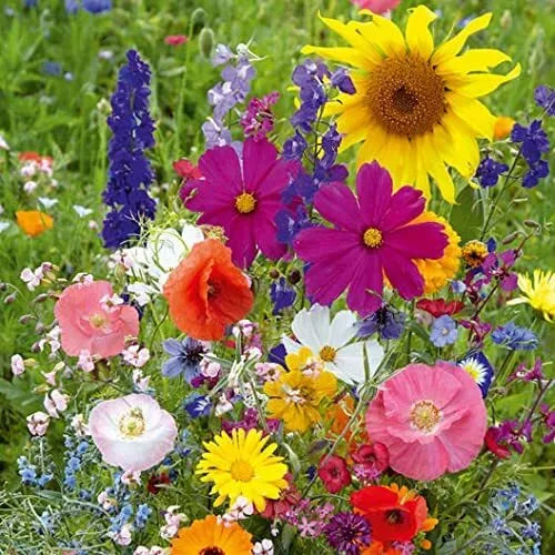 Wildflower Seed Mix 200 Seeds Fairytale Blend Native Flowers for Pollinators Various Species