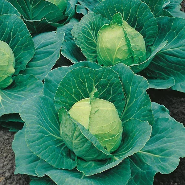 Cabbage Seeds 4000+ Heirloom Golden Acre NON-GMO Brassica oleracea - Perfect for Home Gardens & Small Farms
