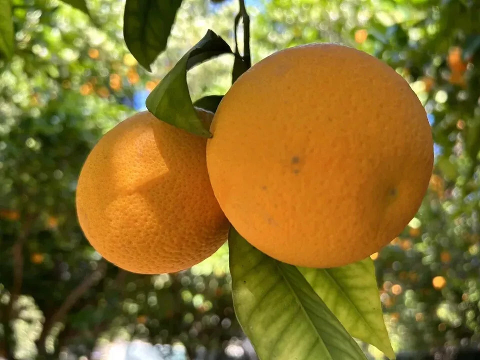 Orange Fruit Seeds - 15 Pack - Citrus Sinensis - Home Garden Essentials for Fresh Juicy Oranges - USA Seller 2024