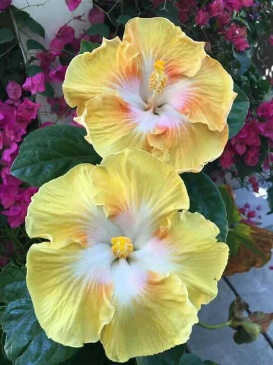 Light Yellow White Flower Seeds - 20 Perennial Bloom Seeds - Flower Seed Variety 491 - (Botanical Name Here)