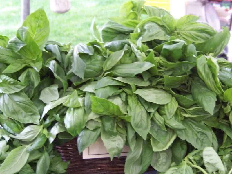 Licorice Basil Seeds Pack - 225 Rare Culinary Herb Seeds - Ocimum basilicum var. licorice - Non-GMO, Aromatic Garden Herb