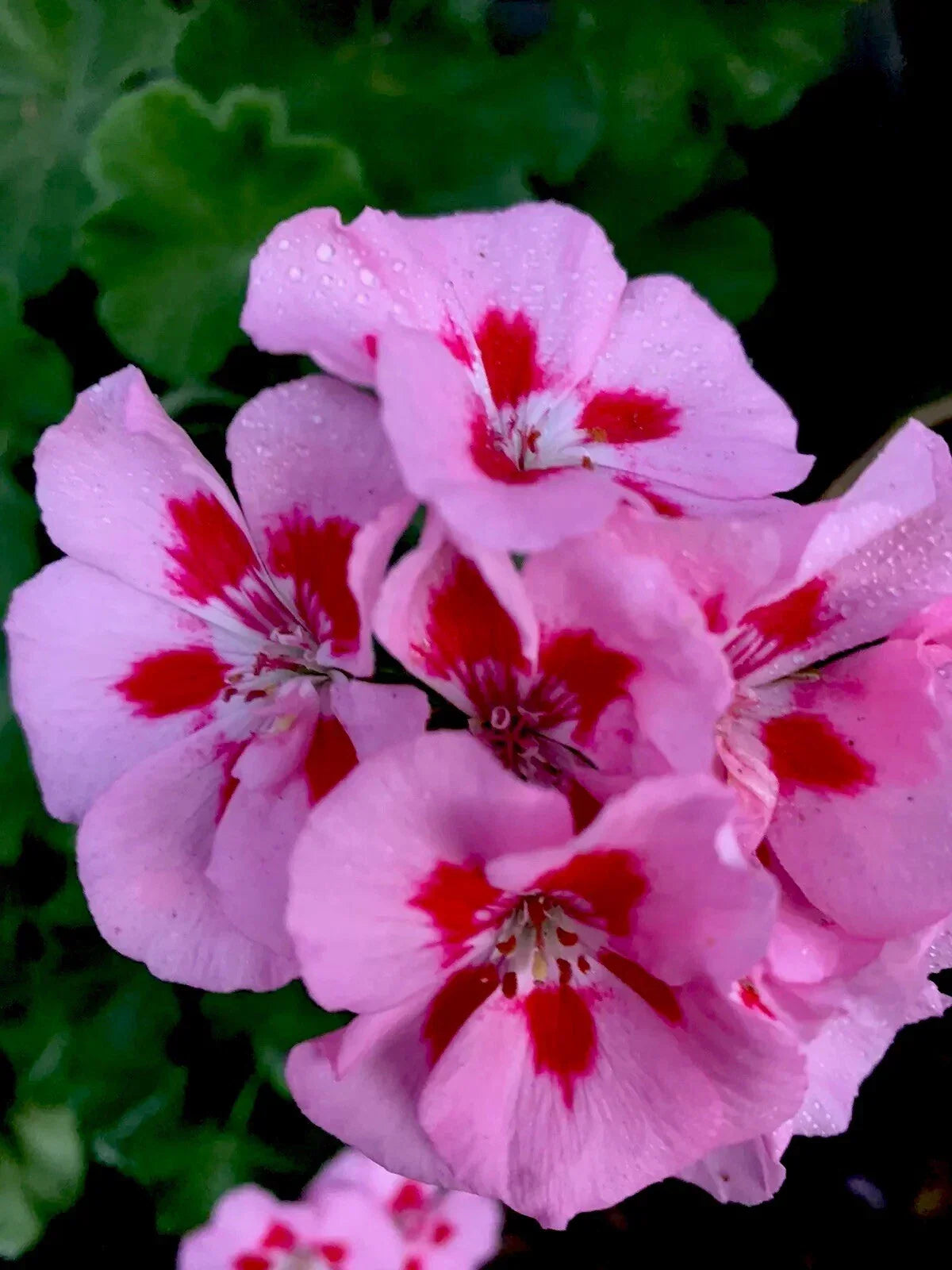 Geranium Live Plants 8-12 Inch Baby Pink with Bright Red Center Perennial Pelargonium for Garden Borders and Containers