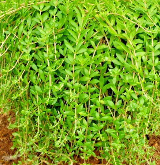 50 Live Sedum Sarmentosum Cuttings - Fast Growing Creeping Perennial Ground Cover - Golden Carpet - Ideal for Propagation
