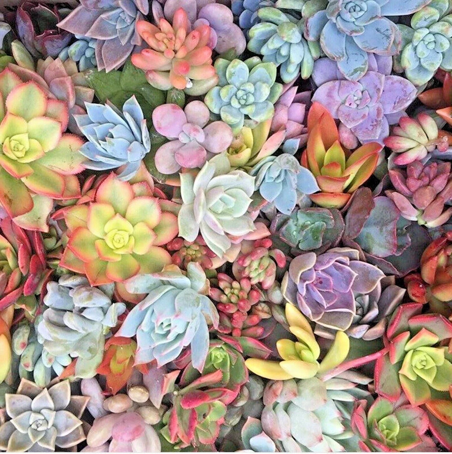 Mixed Succulent Cuttings 1-2" - 15 Assorted Varieties for Propagation - Live Unrooted Plants for Terrariums and Decor