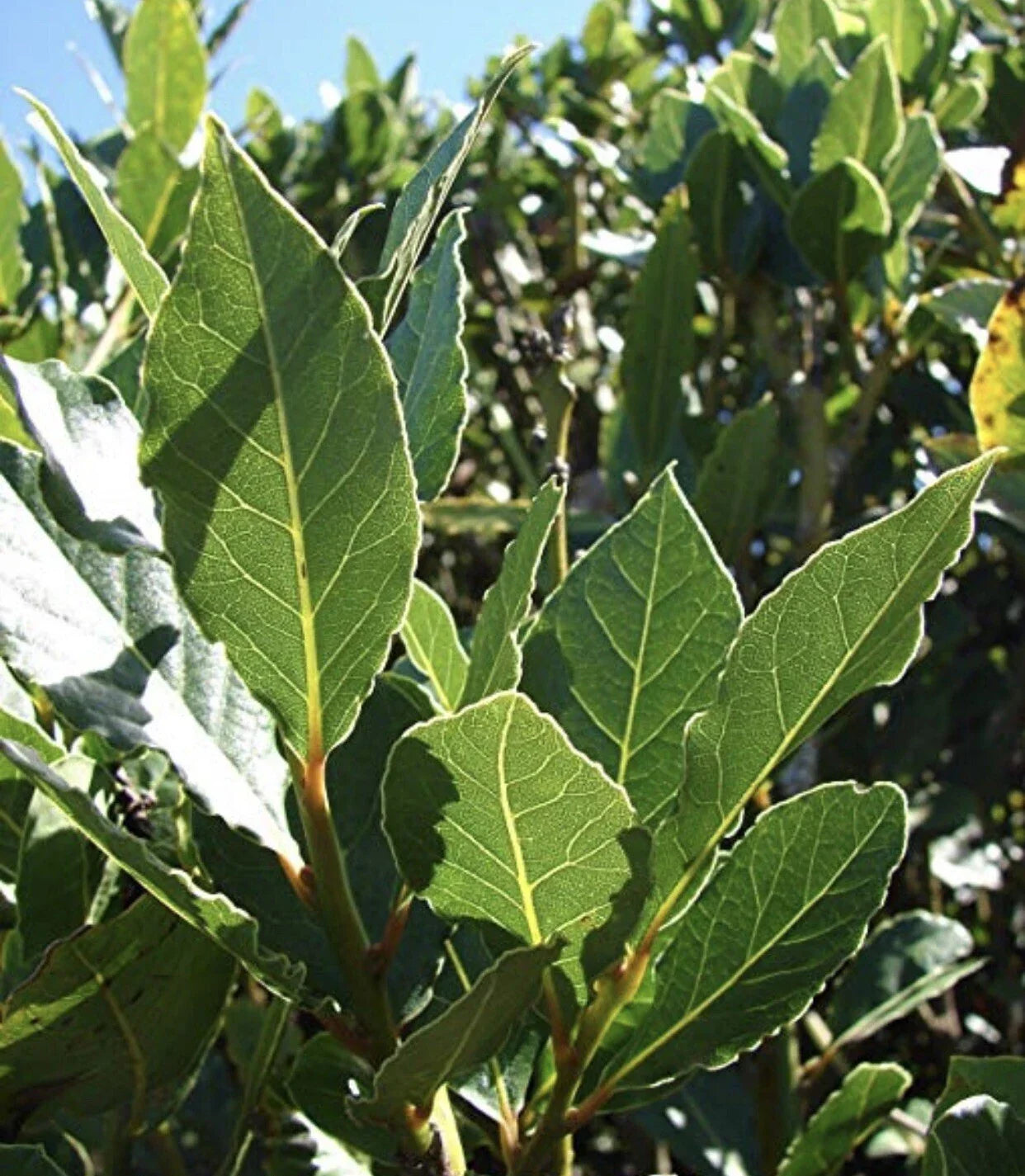 Sweet Laurel Bay Tree Cuttings - 5 Pack - Laurus nobilis - Aromatic Foliage for Cooking & Landscaping