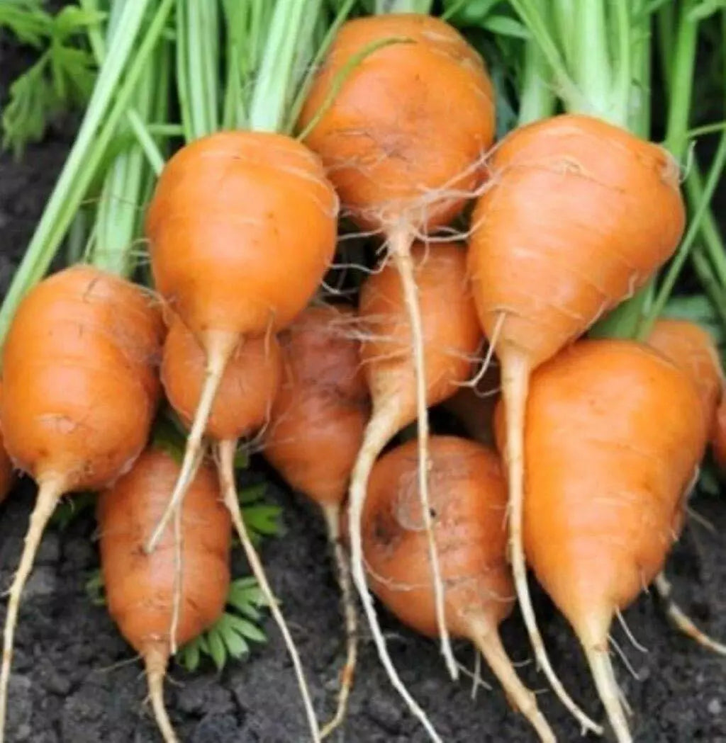 Parisian Carrot Seeds, Tonda di Parigi, Organic Non-GMO, Heirloom Variety, Daucus carota subsp. sativus, Compact Round Roots