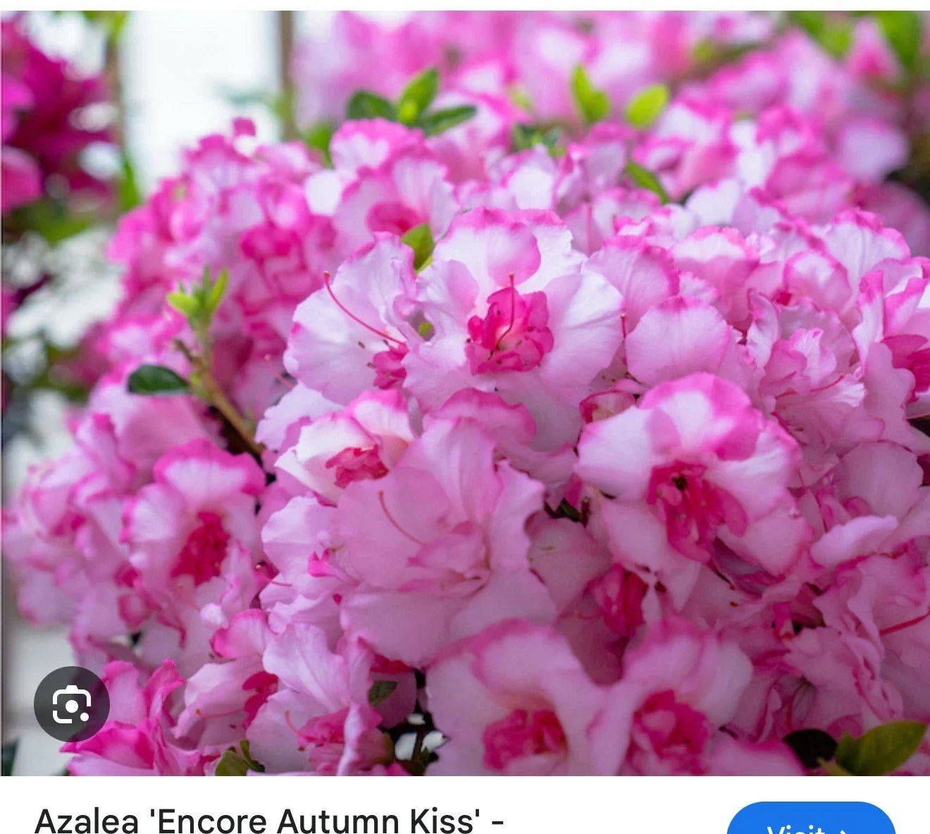 Encore Autumn Kiss Azalea Starter Plant - Well-Rooted, Pinkish-Red Blooms, Rhododendron x 'Autumn Kiss', 1-Gallon Pot