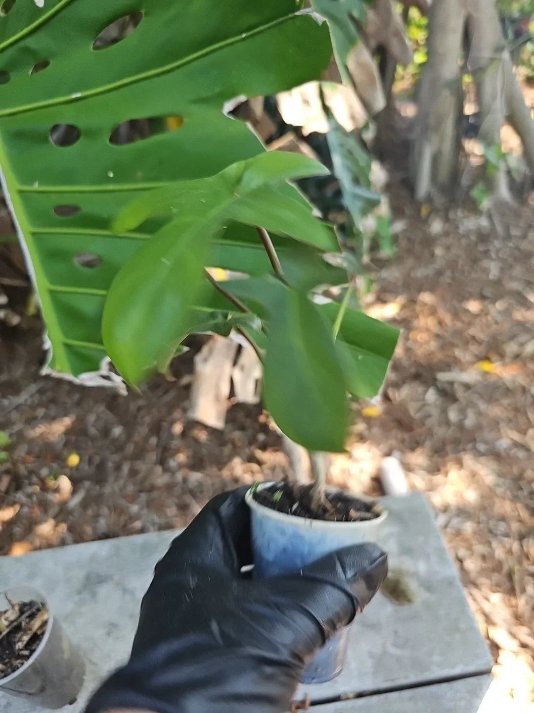 Philodendron Florida Red Stem 2.5" Pot - Philodendron 'Florida' - Tropical Indoor Plant with Red Stems and Glossy Green Leaves
