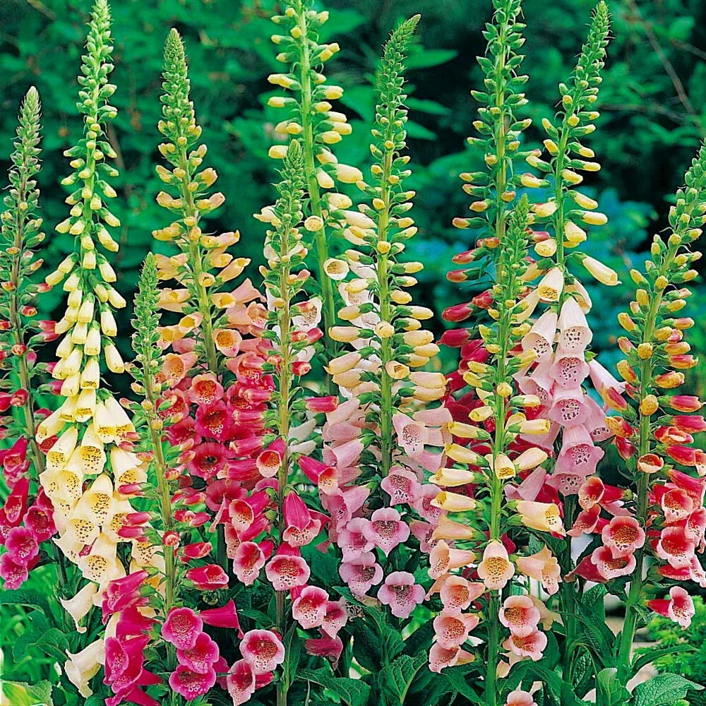 Foxglove Seeds - Excelsior Mix - Non-GMO - Digitalis purpurea - 750 to 15,000 Seeds for Vibrant Garden Blooms