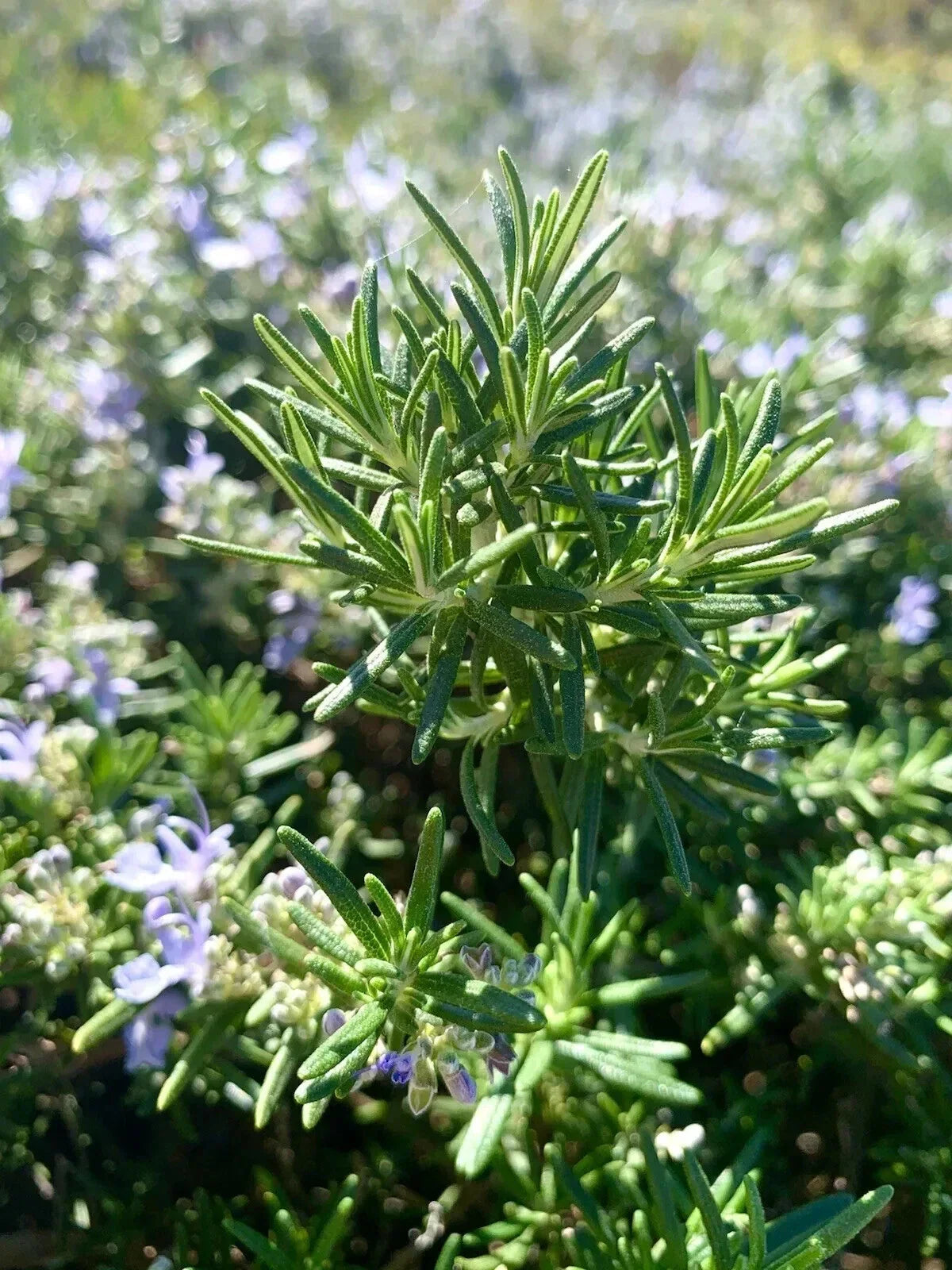 Rosemary Seeds 100 Count - Aromatic Culinary Herb - Salvia Rosmarinus - Perfect for Gardening and Container Planting