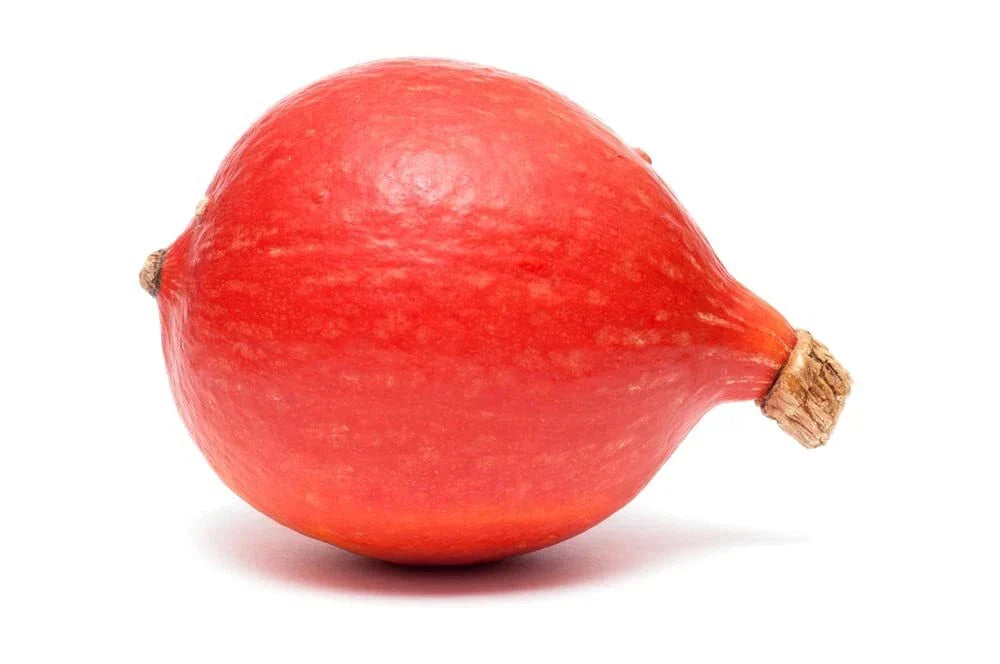 Red Kuri Squash Seeds - 10 Open-Pollinated Seeds - Cucurbita maxima - Japanese Kabocha Pumpkin - Easy to Grow