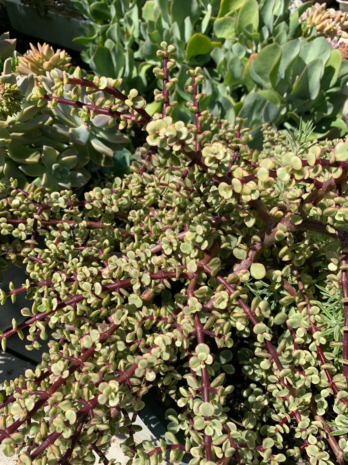 Variegated Mini Jade Cuttings - 6 Pieces - Rare Elephant Bush - Portulacaria afra - Succulent Cuttings for Propagation