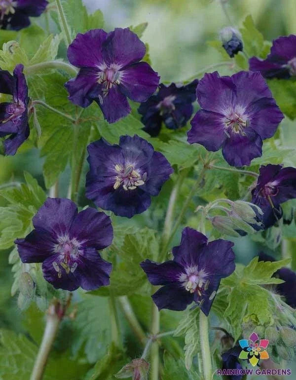 25+ Dark Form Geranium Seeds - Pelargonium spp. - USA Grown - Vibrant Deep Purple and Red Blooms for Home Gardens