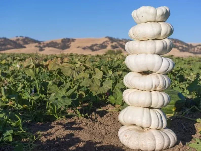 Organic White Boer Pumpkin Seeds - 10 Stackable Heirloom Seeds - Cucurbita pepo - USA Grown for Gardening and Culinary Use