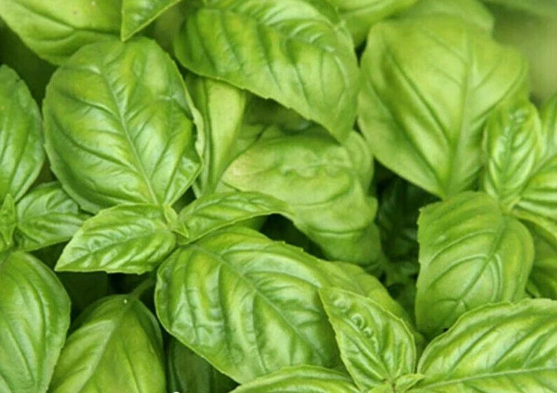 Basil Seeds 300+ Italian Large Leaf Culinary Herb Ocimum basilicum - Perfect for Garden & Kitchen
