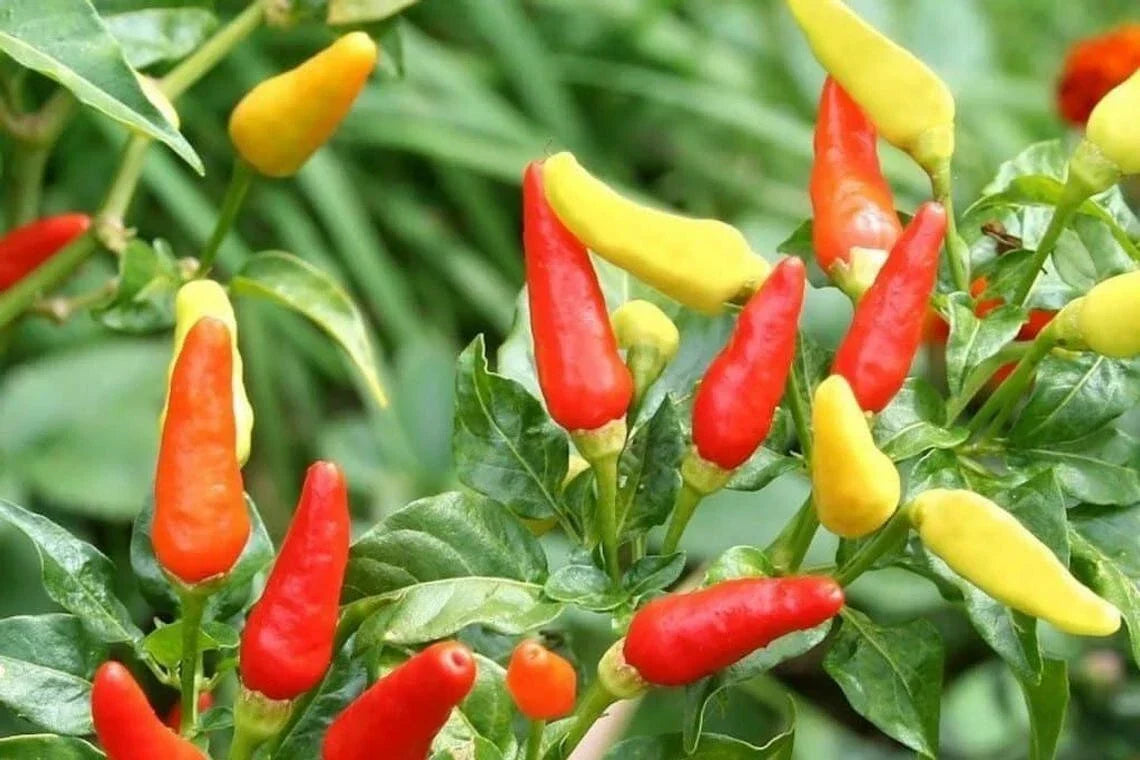 Tabasco Hot Pepper Seeds - 30 Count - Capsicum frutescens - Ideal for Chili Sauce - Fresh Garden USA