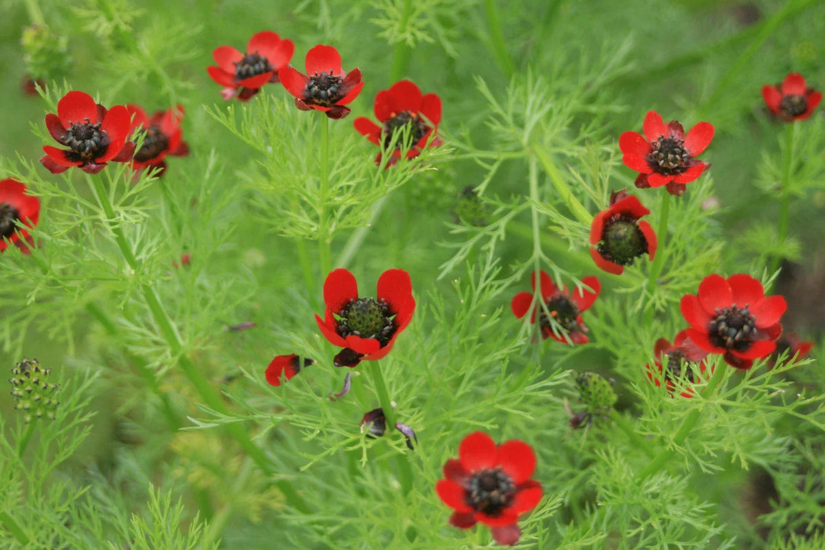 Pheasant's Eye Seeds - 80 Seeds - Annual Red Flowers - Adonis annua - Easy to Grow for Pollinator Gardens