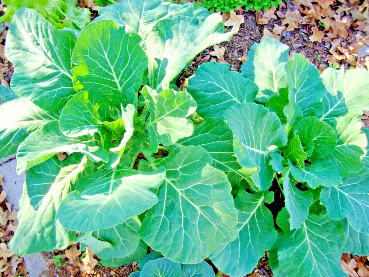 Collard Greens Seeds - 100 Count - Heat & Frost Tolerant, Slow Bolt - Brassica oleracea for Garden or Container