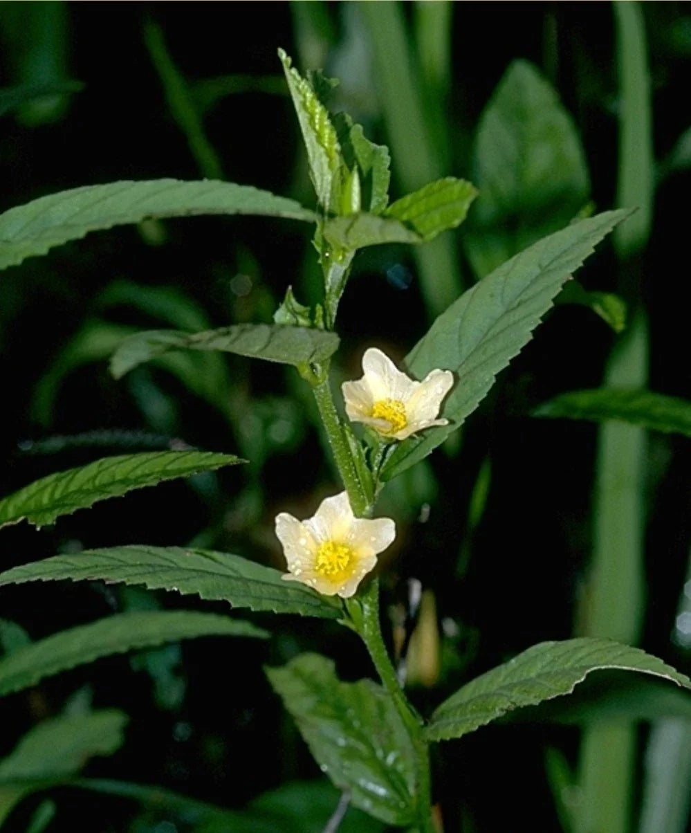 Organic Arrowleaf Sida Seeds - 50+ Heirloom Seeds - Sida rhombifolia - Medicinal Herb for Gardening and Culinary Use