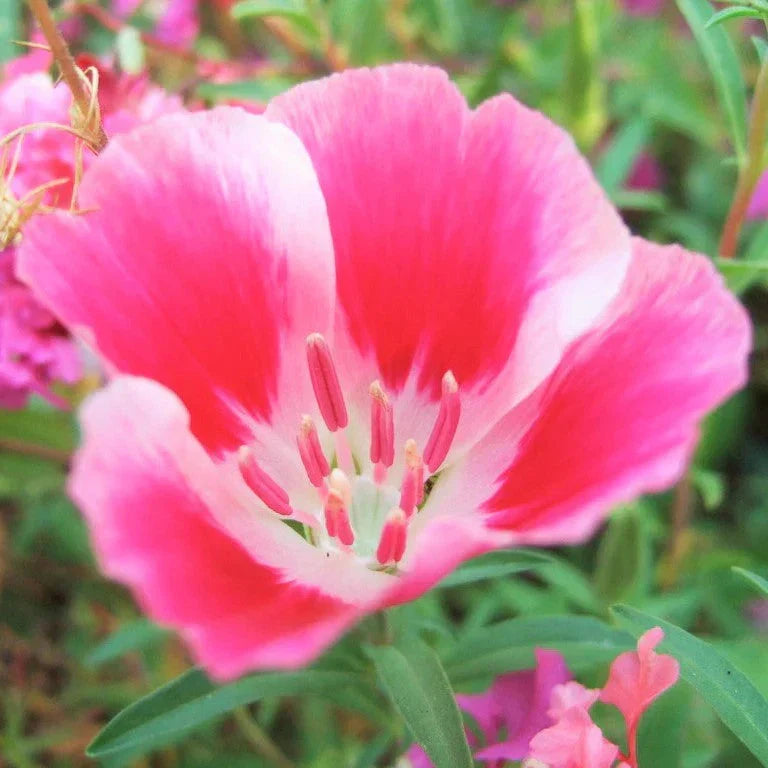 Godetia Seeds - 1000+ Count - Farewell to Spring - Non-GMO Clarkia amoena for Colorful Gardens and Pollinator Attraction