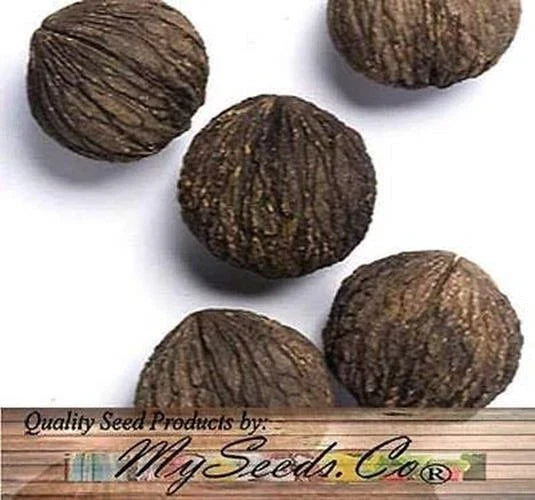 Black Walnut Tree Seeds - 5 Pack - Juglans Nigra - Northern Variety - Hardy Zone 5+ - Edible Nuts & Wildlife Friendly