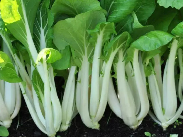 Pak Choi Seeds, NON-GMO White Stem Chinese Cabbage, Brassica rapa subsp. chinensis, Fast-Growing Garden Vegetable