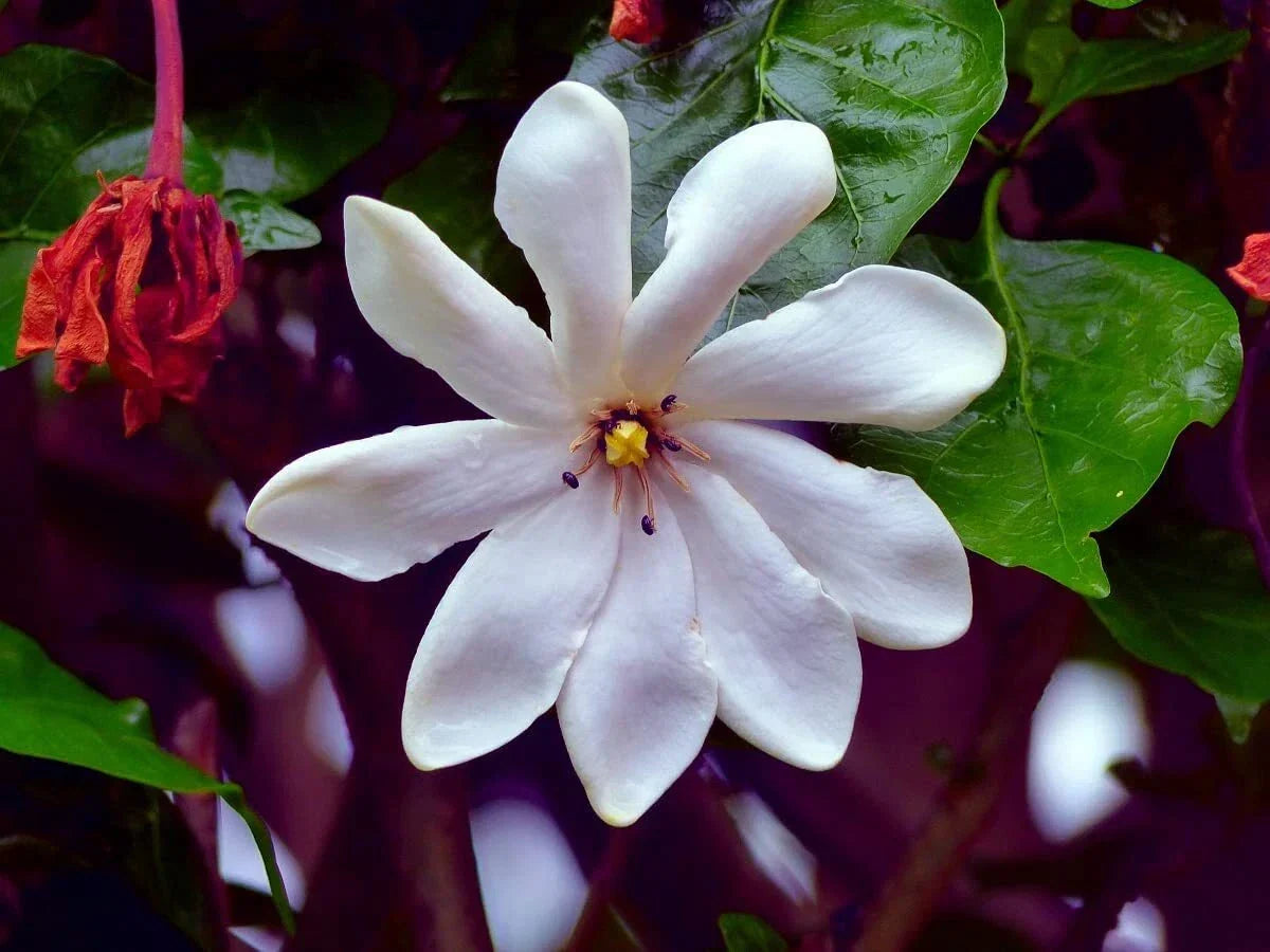 Cape Jasmine Flower Seeds - 25 Count - Gardenia jasminoides - Fragrant White Blooms for Small Gardens and Containers