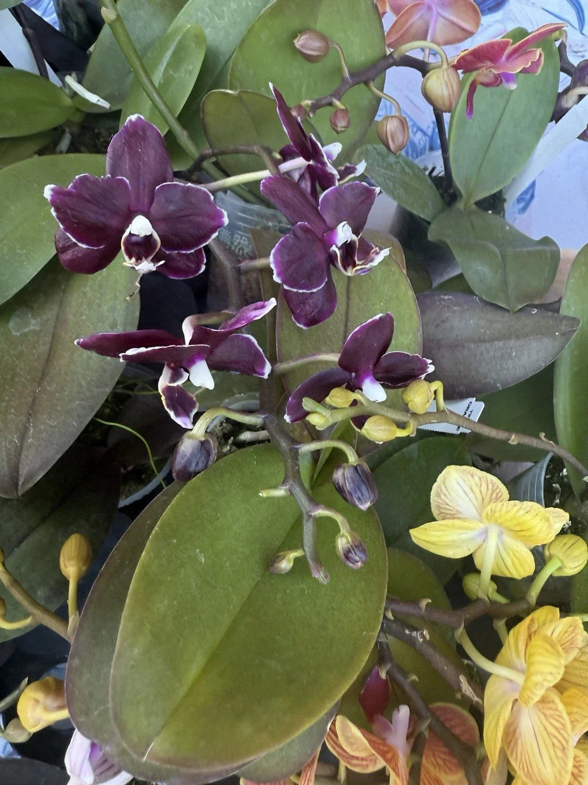 Orchid Plant 3-Inch Pot Phalaenopsis with Buds or Blooms Indoor Flowering Houseplant