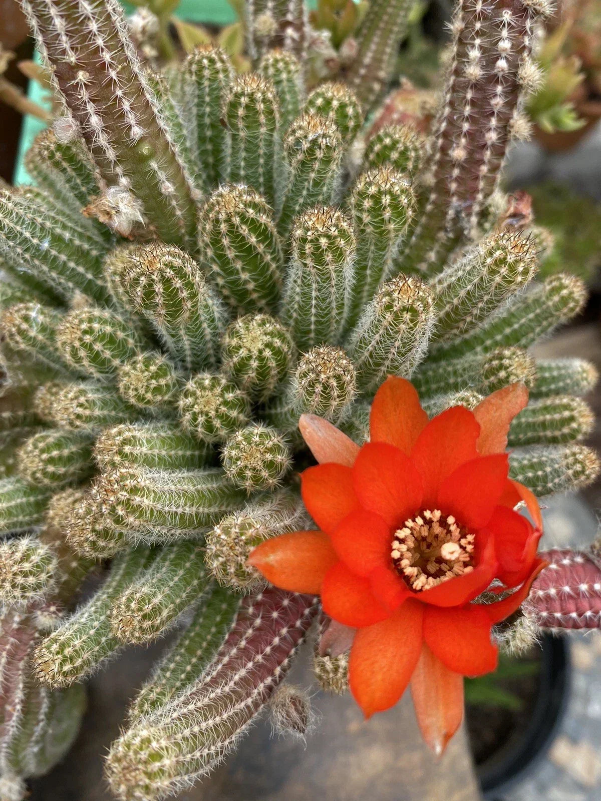 Echinopsis Chamaecereus Peanut Cactus Cuttings - 5 Pack, Unique Easy Care Succulent, Indoor Plant, Low Maintenance