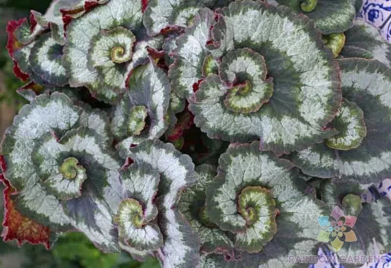 Escargot Begonia Seeds - 25+ Unique Leaf Variegation - Begonia 'Escargot' - Perfect for Indoor & Outdoor Gardening