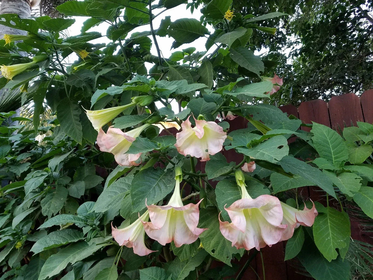 XL Fully Rooted Pink Beauty Angel Trumpet Plant - Brugmansia spp. - Unique Pink Flowers for Gardens and Landscapes
