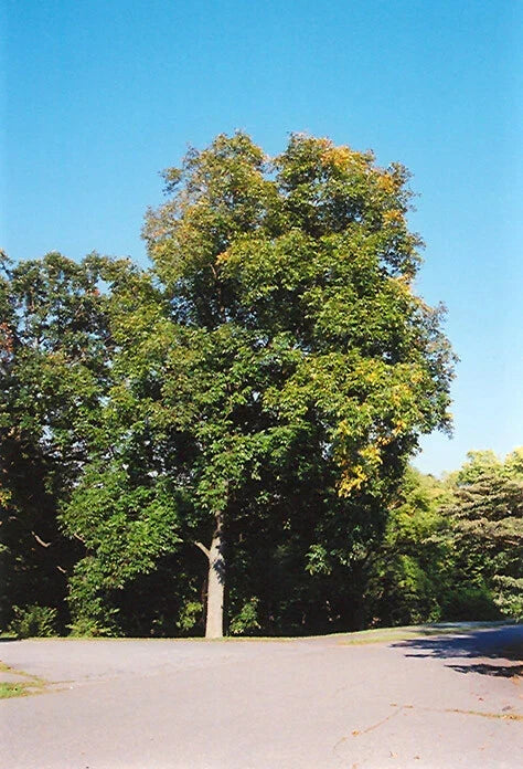 Shellbark Hickory Tree Live Plant 8-12 Inch Carya laciniosa Edible Nuts Hardy Zone 5-9 Shagbark Hickory