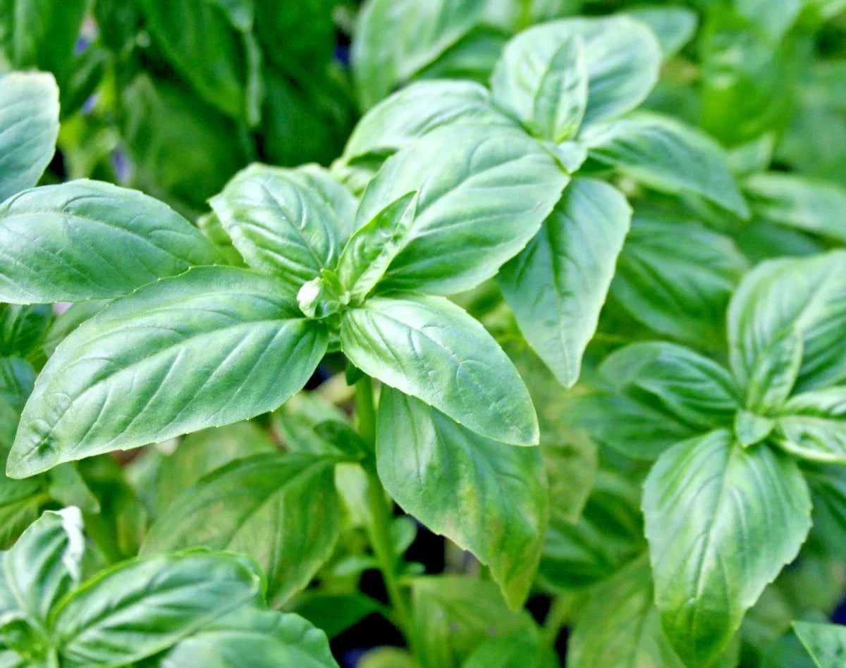 Genovese Basil Seeds - Organic Culinary Herb - 401+ Seeds - Ocimum basilicum - Ideal for Patio & Container Gardens