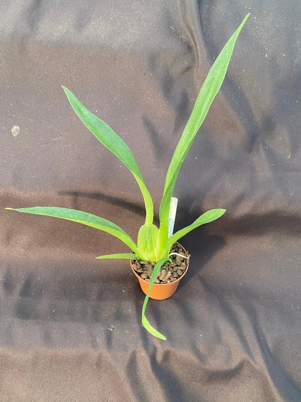 Oncidium Orchid Plant 2.5" Pot Aka Baby 'Raspberry Chocolate' HCC/AOS - Compact, Fragrant, Vibrant Raspberry & Chocolate Hues