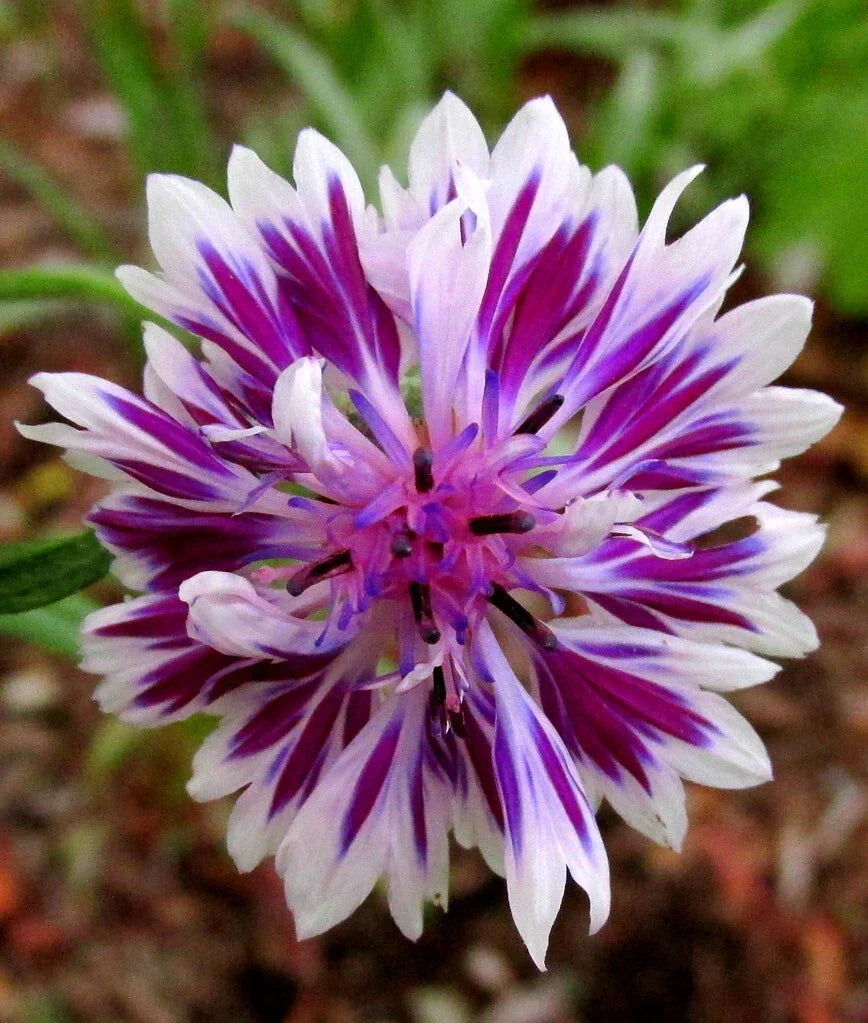 Purple Bachelor's Button Seeds - 50 Non-GMO Annual Flower Seeds - Centaurea cyanus - Easy to Grow Garden Planting Supplies