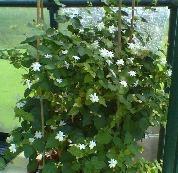 Maid of Orleans Jasmine Starter Plant - Rooted Indoor/Outdoor - Extremely Fragrant White Flowers - Jasminum sambac