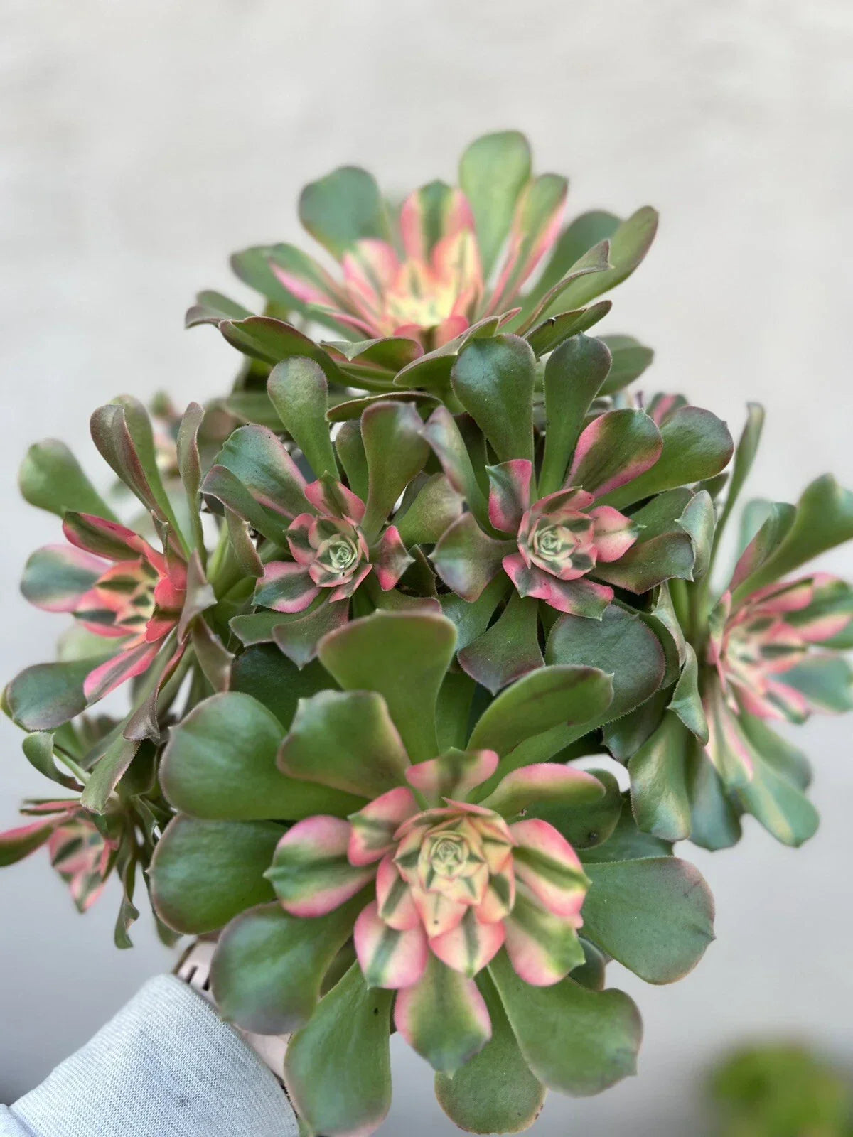 Aeonium Cutting - Perfume Concubine - Succulent Plant - Easy Propagation - Aeonium 'Perfume Concubine'