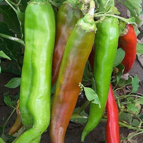 Big Jim Hot Pepper Seeds, Organic Non-GMO, 30 Count, Capsicum annuum, Hot-Medium Variety for Spicy Dishes