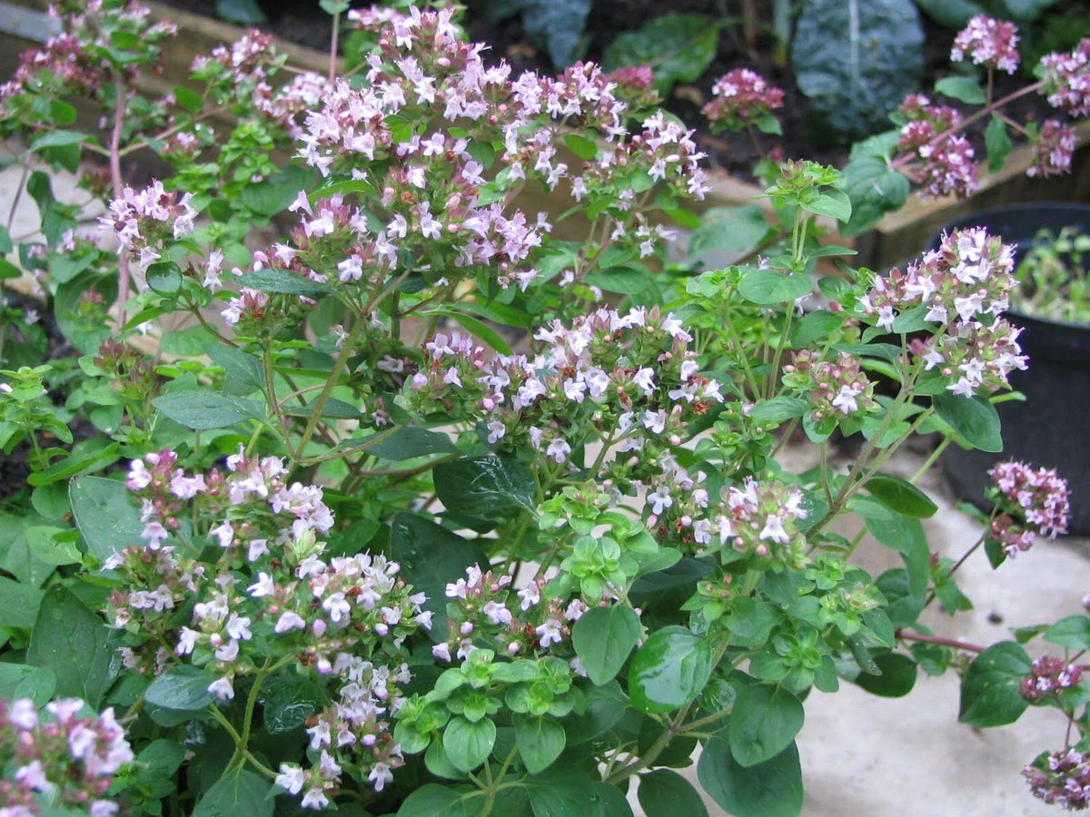 Greek Oregano Seeds 500 Pack | Origanum vulgare var. hirtum | Culinary Herb for Garden or Container Planting