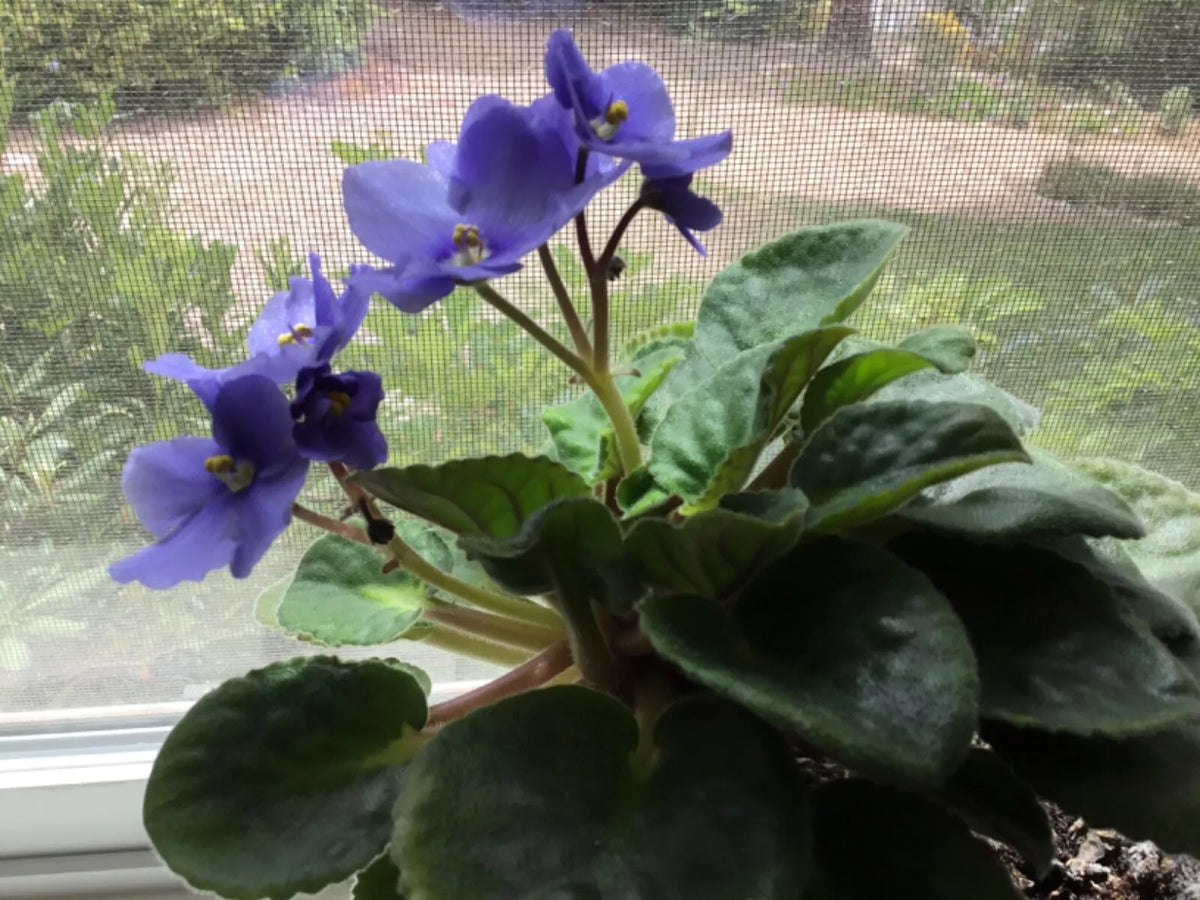 African Violet Cutting 6 Inches Long Stemmed Sport - Saintpaulia ionantha "Elegance" with Rooting Leaves for Indoor Gardening