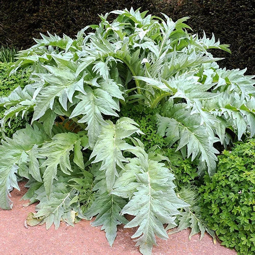 Cardoon Seeds | Heirloom Non-GMO | Bianco Avorio White | Cynara cardunculus | Culinary & Ornamental Garden Plant