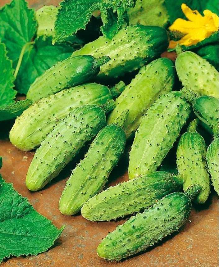 Wisconsin SMR-58 Cucumber Seeds - Organic Heirloom Pickling - Non-GMO - 100+ Seeds - Cucumis sativus