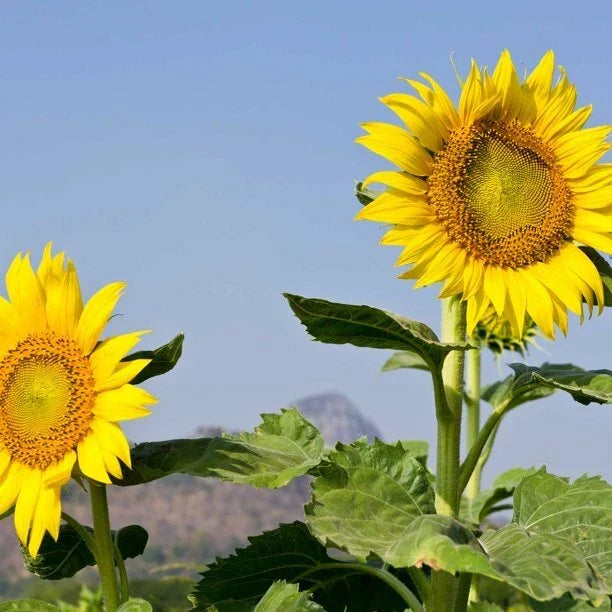 Mammoth Grey Stripe Sunflower Seeds 25 Ct Heirloom - Helianthus annuus, Non-GMO Annual Flower Seeds for Vibrant Gardens