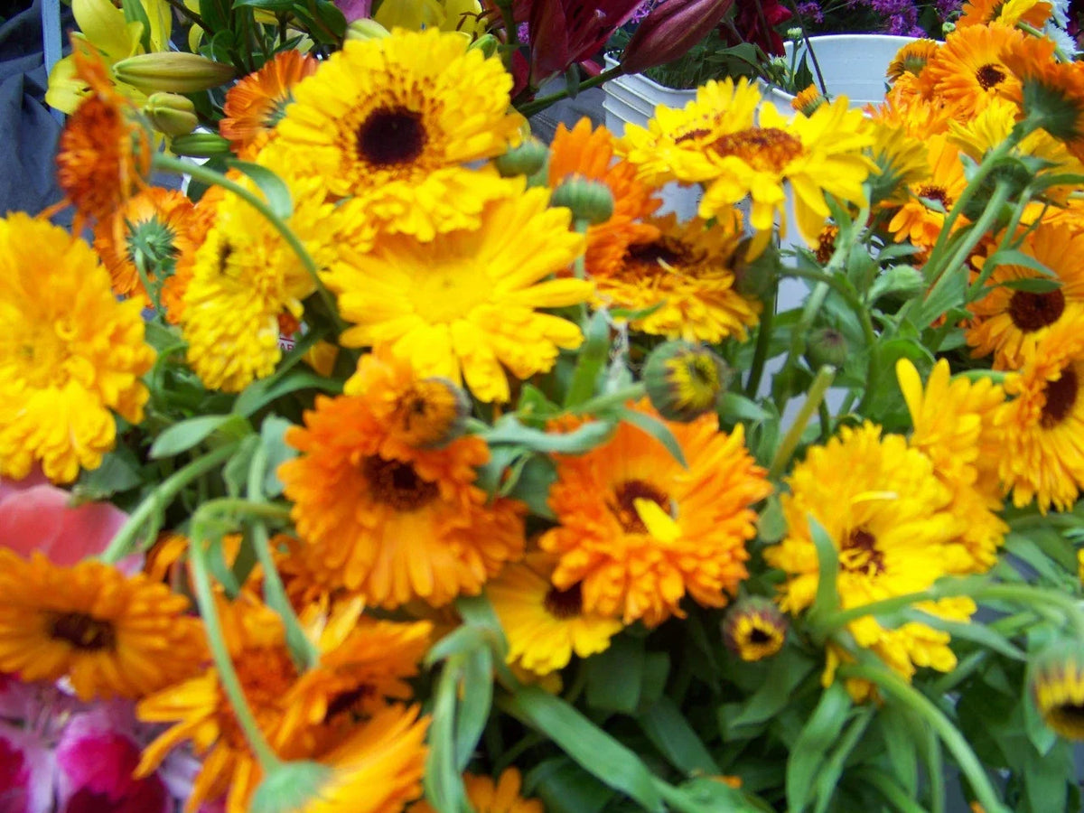 Calendula Seeds - 105 Edible Flower Seeds - Resilient Variety - Calendula officinalis - Perfect for Garden & Culinary Use
