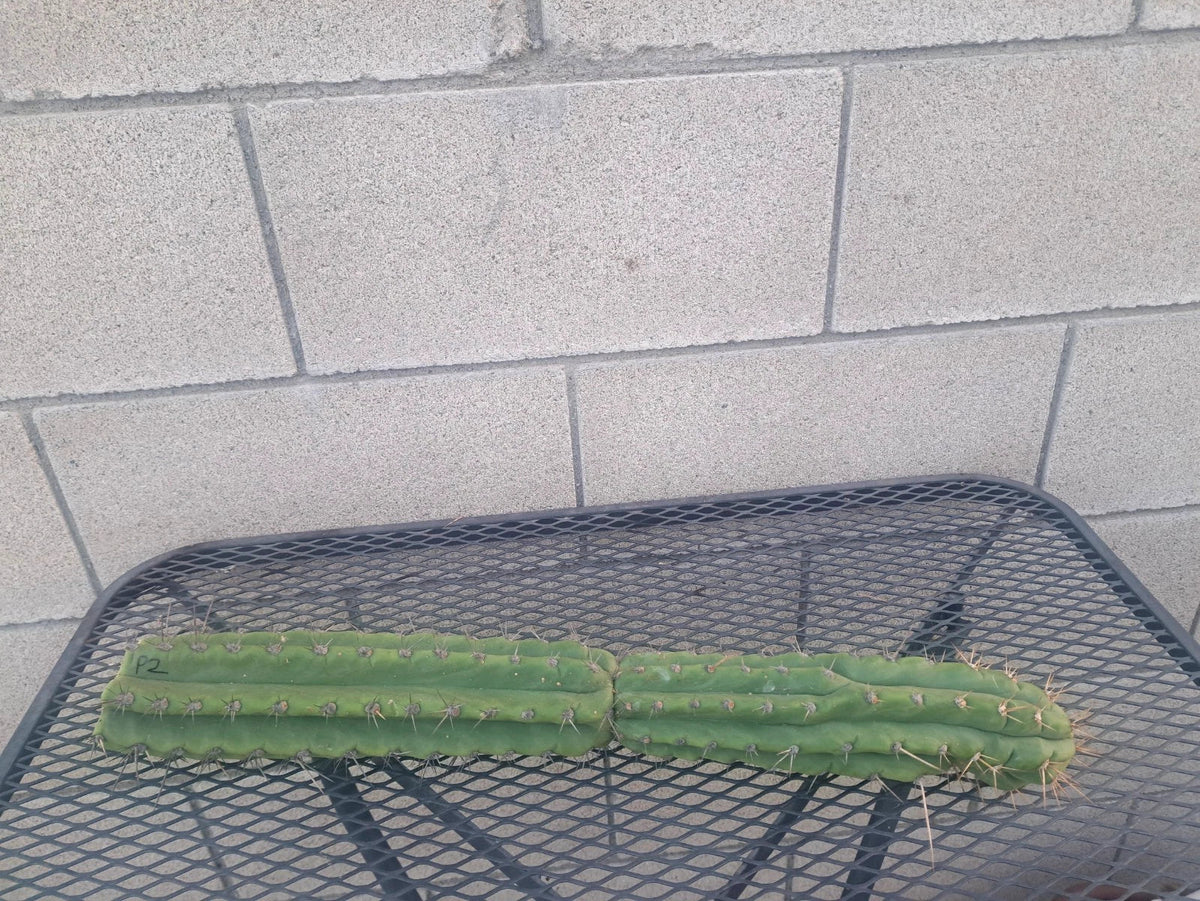 Cereus Peru Cactus Cutting 21 cm, Unique Columnar Variety, Cereus peruvianus, Perfect for Indoor/Outdoor Gardening