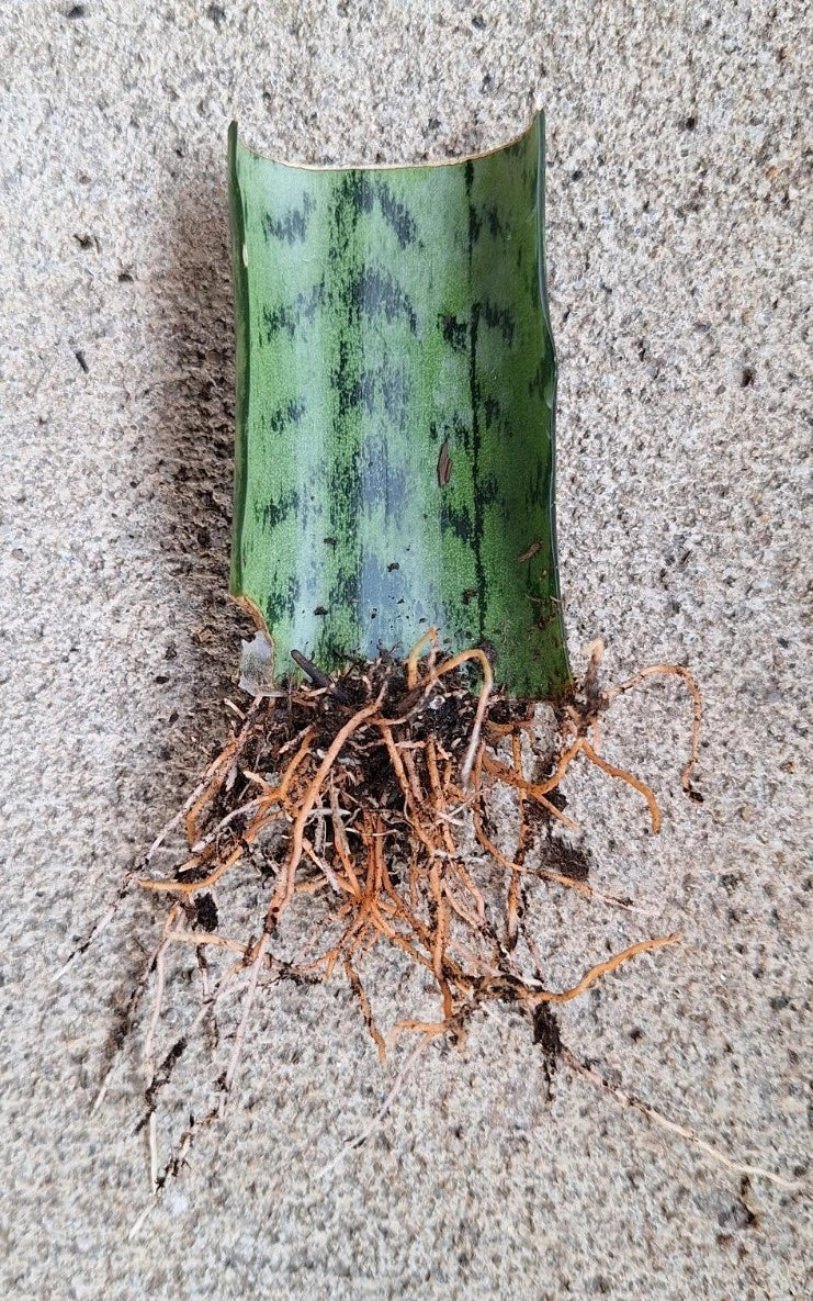 Snake Plant Cutting 3 Inches Rooted Sansevieria Trifasciata Hardy Fast-Growing Live Plant for Home Decor and Air Purification