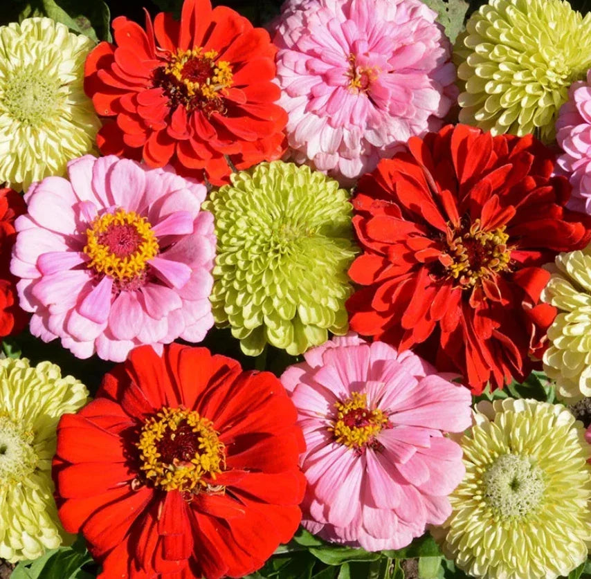 Zinnia Seeds - 100 Non-GMO Pink Lemonade Mix - Attracts Songbirds & Butterflies - Zinnia elegans