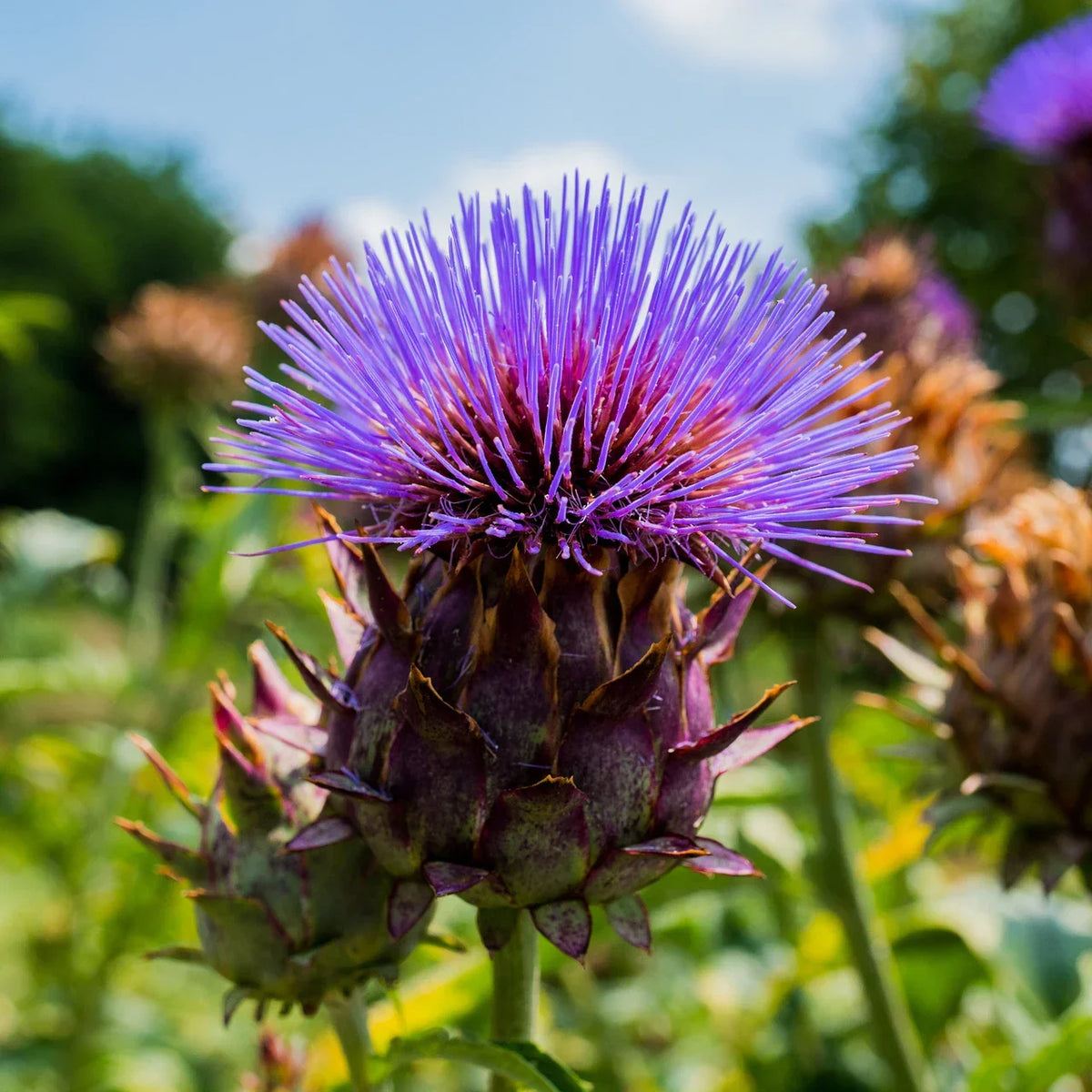 Cardoon Seeds 25 Pack - Non-GMO Culinary Vegetable - Cynara Cardunculus - USA Grown, High Germination Rate
