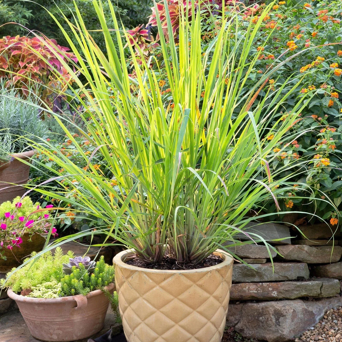 Set of 2 Lemongrass Plants, Edible Herb, Easy Grow, Cymbopogon citratus, No Pot Included