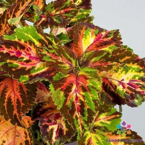 Coleus Seeds - 25+ Superfine Rainbow Multicolour - Solenostemon scutellarioides - Ideal for Garden or Containers